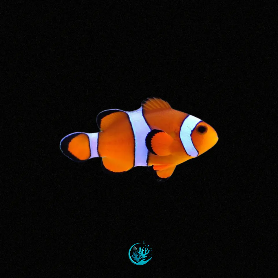 Amphiprion Ocellaris adulto 1