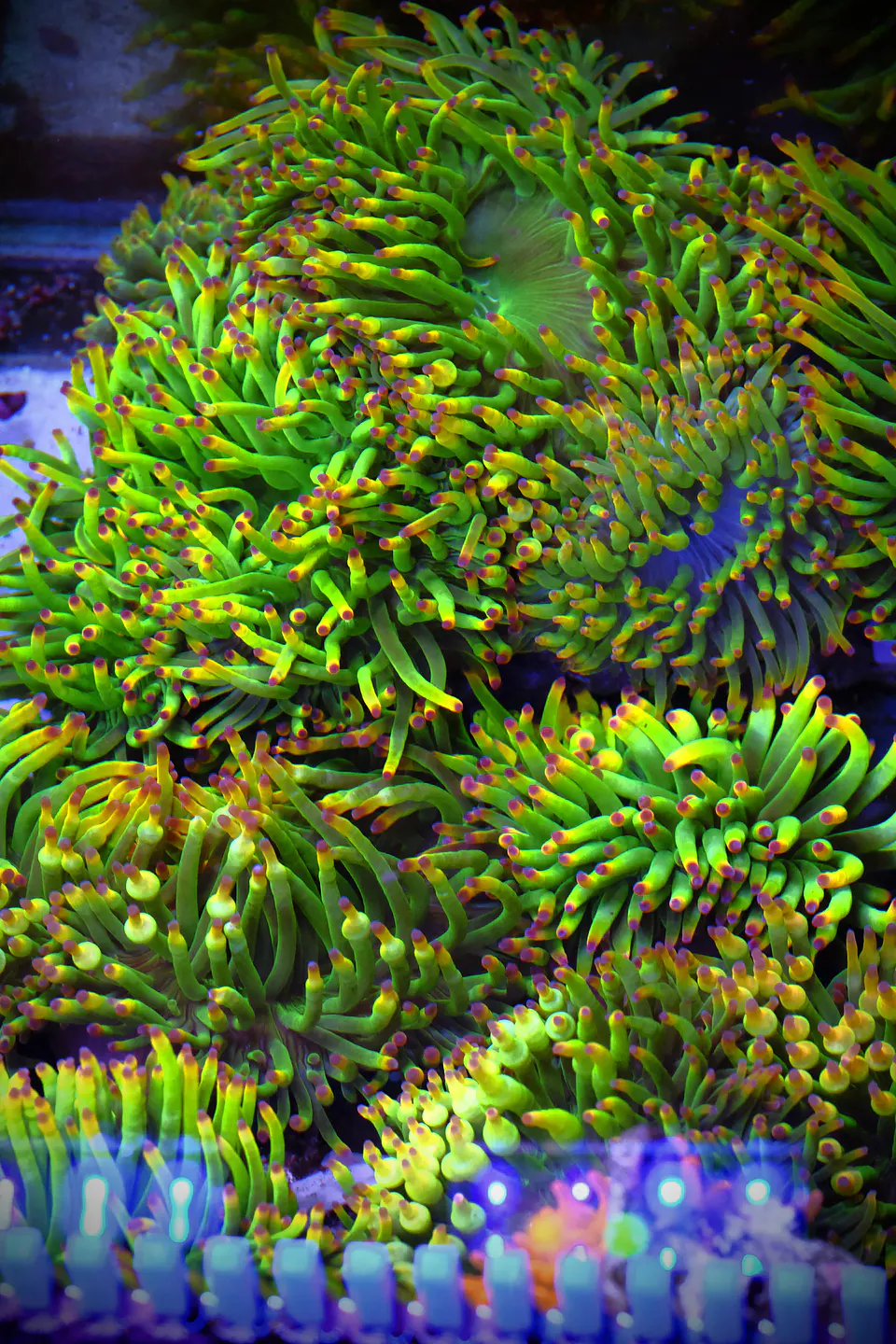 Entacmaea Quadricolor rainbow tips 1