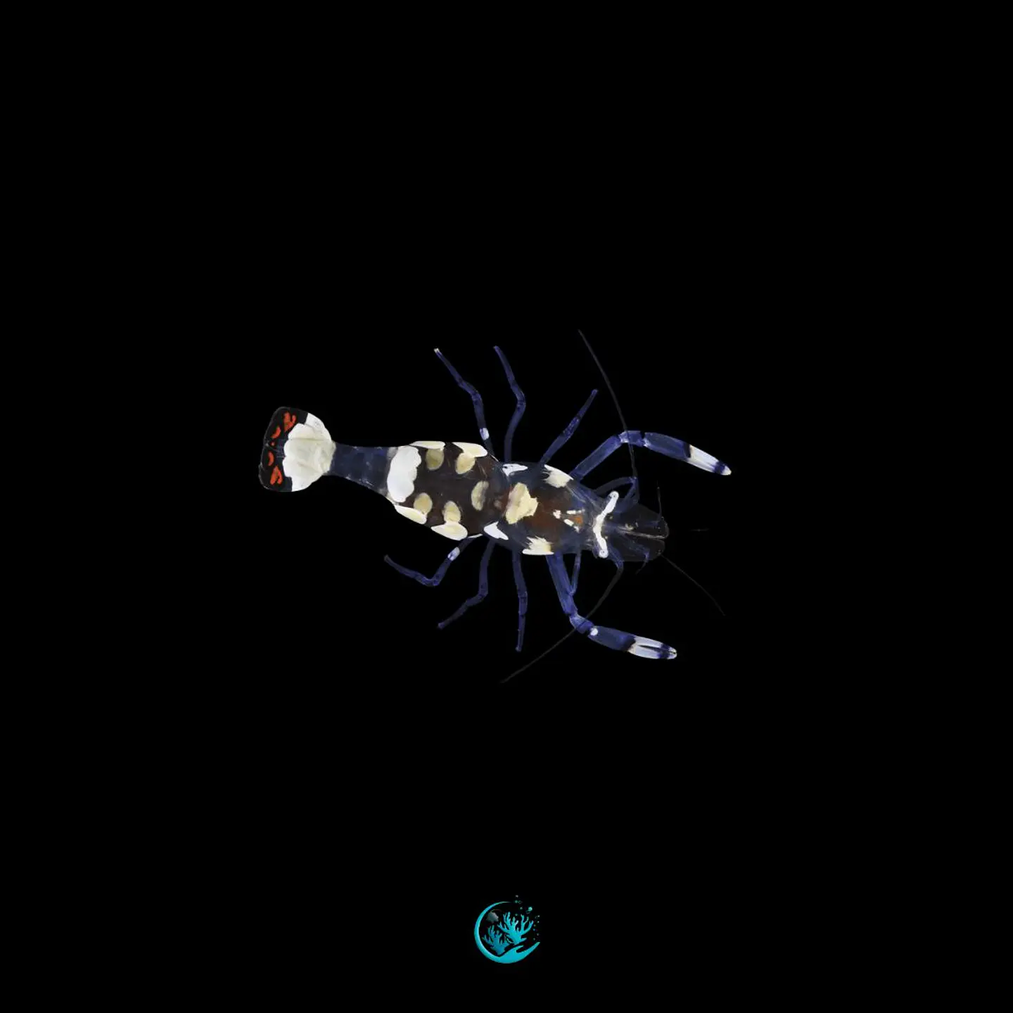 Periclimenes brevicarpalis 1