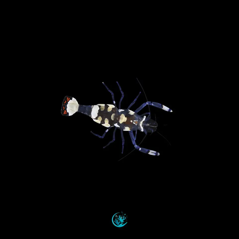 Periclimenes brevicarpalis 1