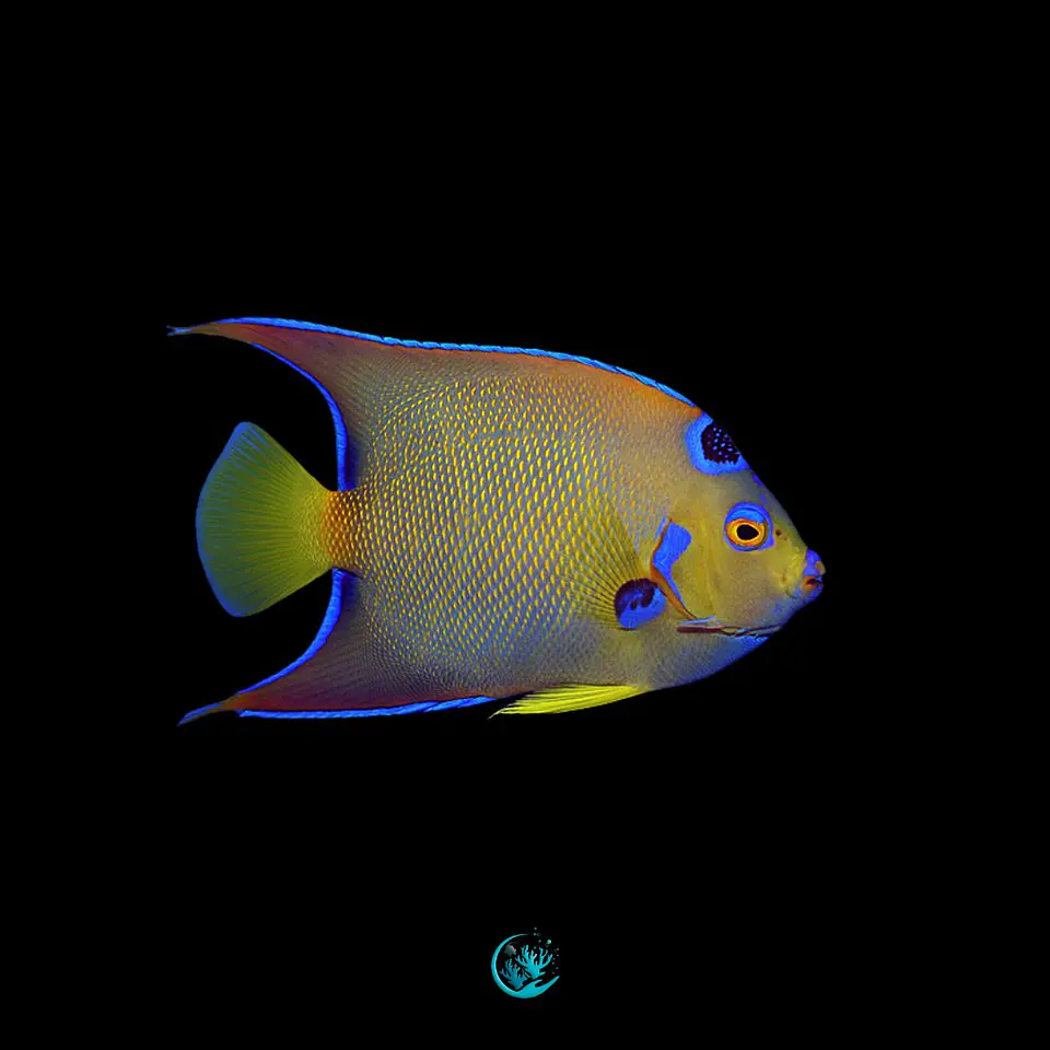 Holacanthus cilliaris 1