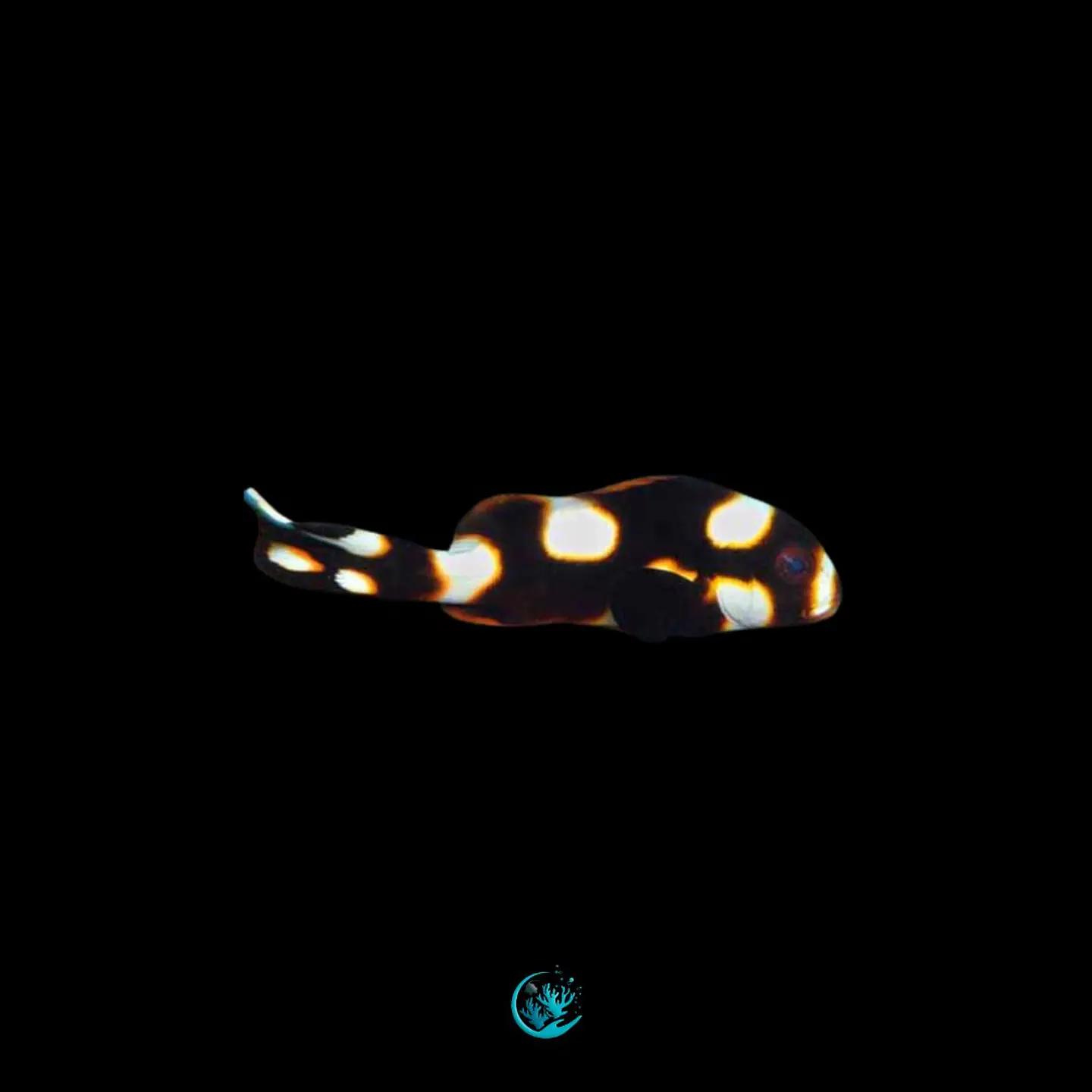 Plectorhinchus orientalis 1
