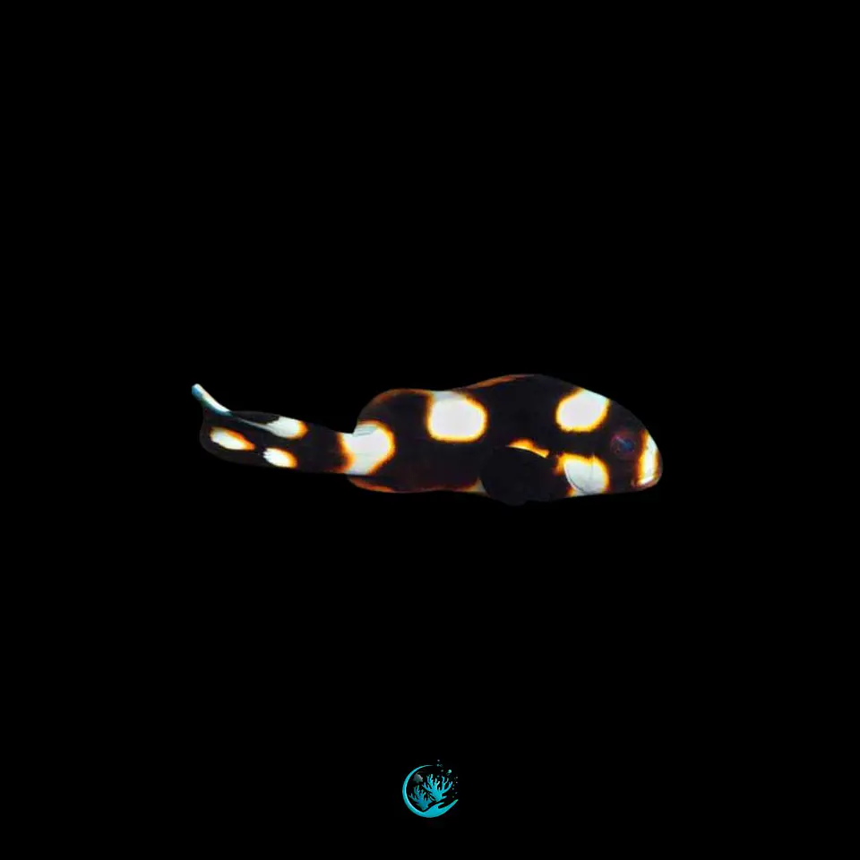Plectorhinchus orientalis 1