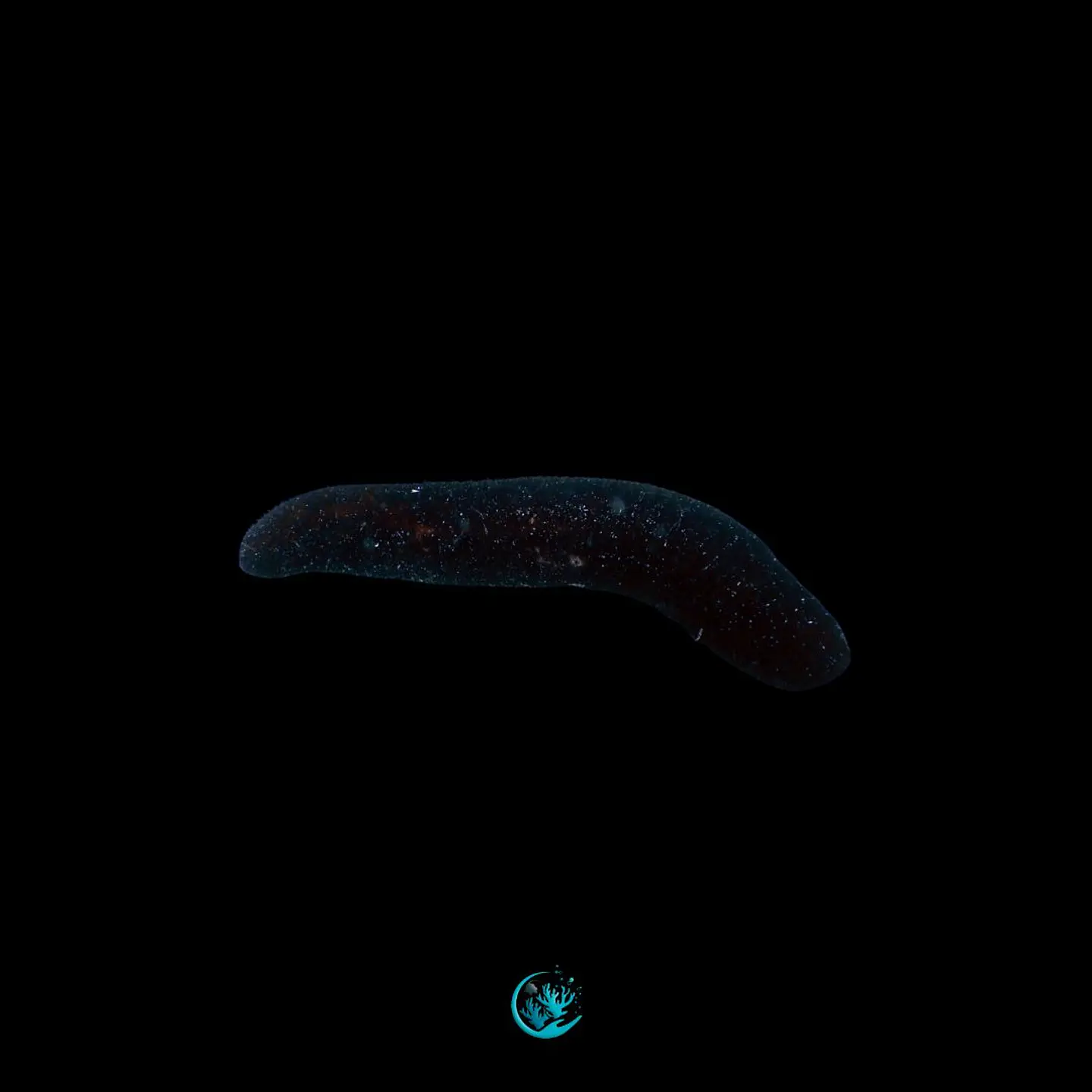 Holothuria leucospilota 1