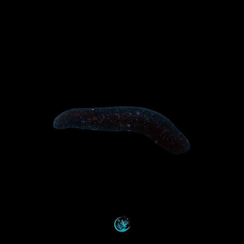 Holothuria leucospilota 1
