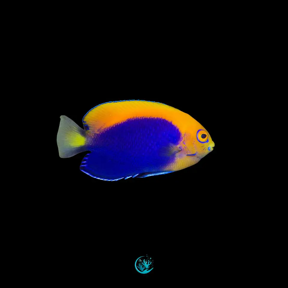 Centropyge aurantonotus 1