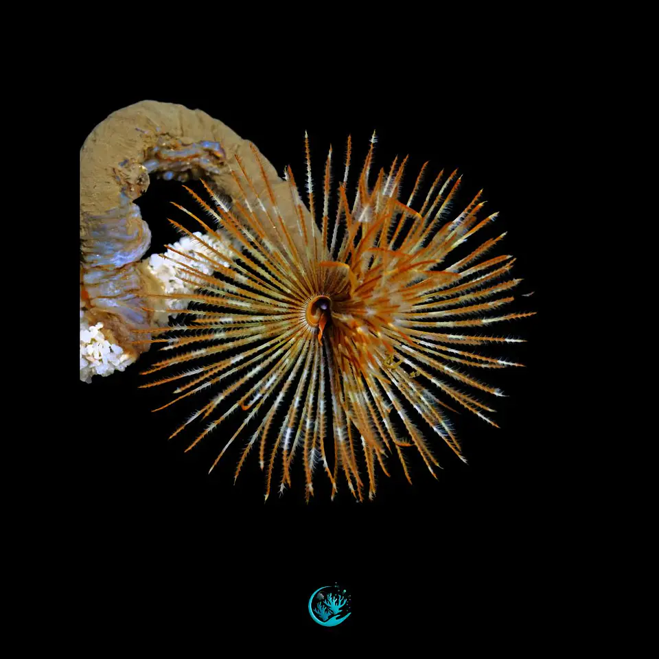 Sabellastarte spp 1
