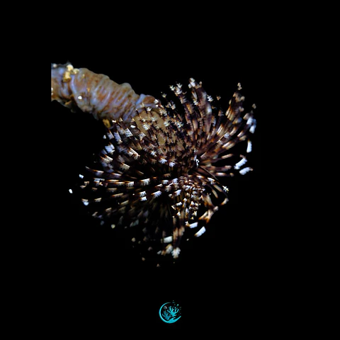Sabellastarte spp 