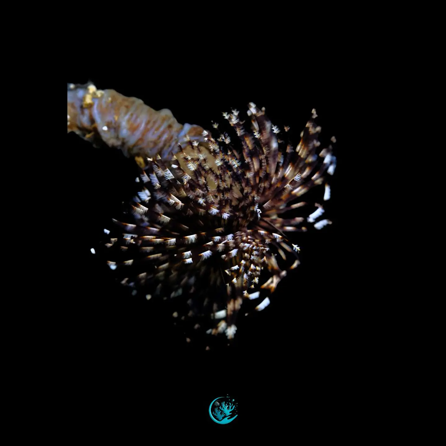 Sabellastarte spp  1