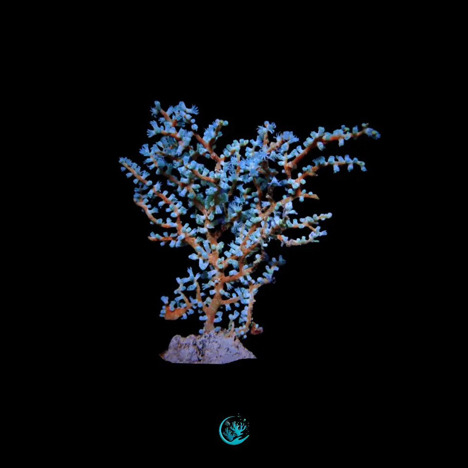 Acalycigorgia blue 1