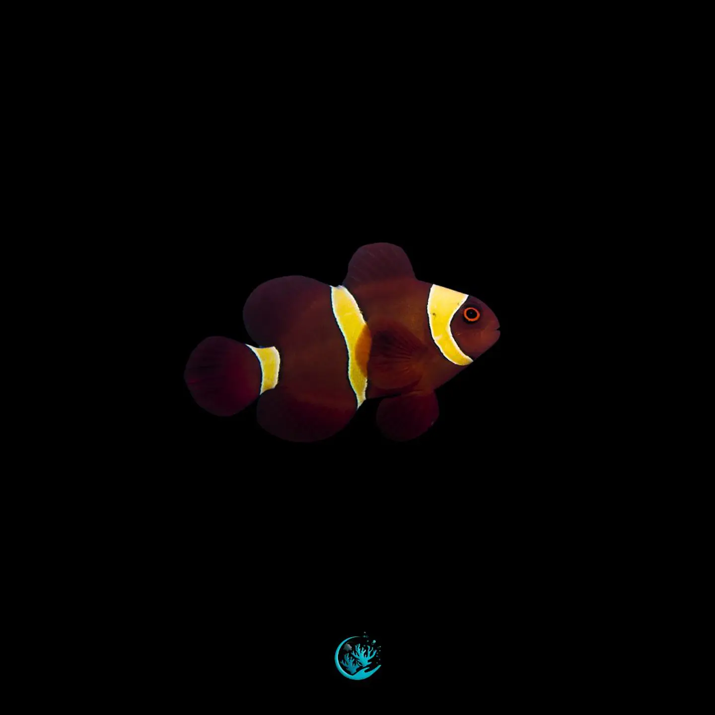 Premnas Biaculeatus gold stripes 1