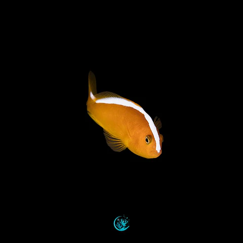 Amphiprion Sandaracinos