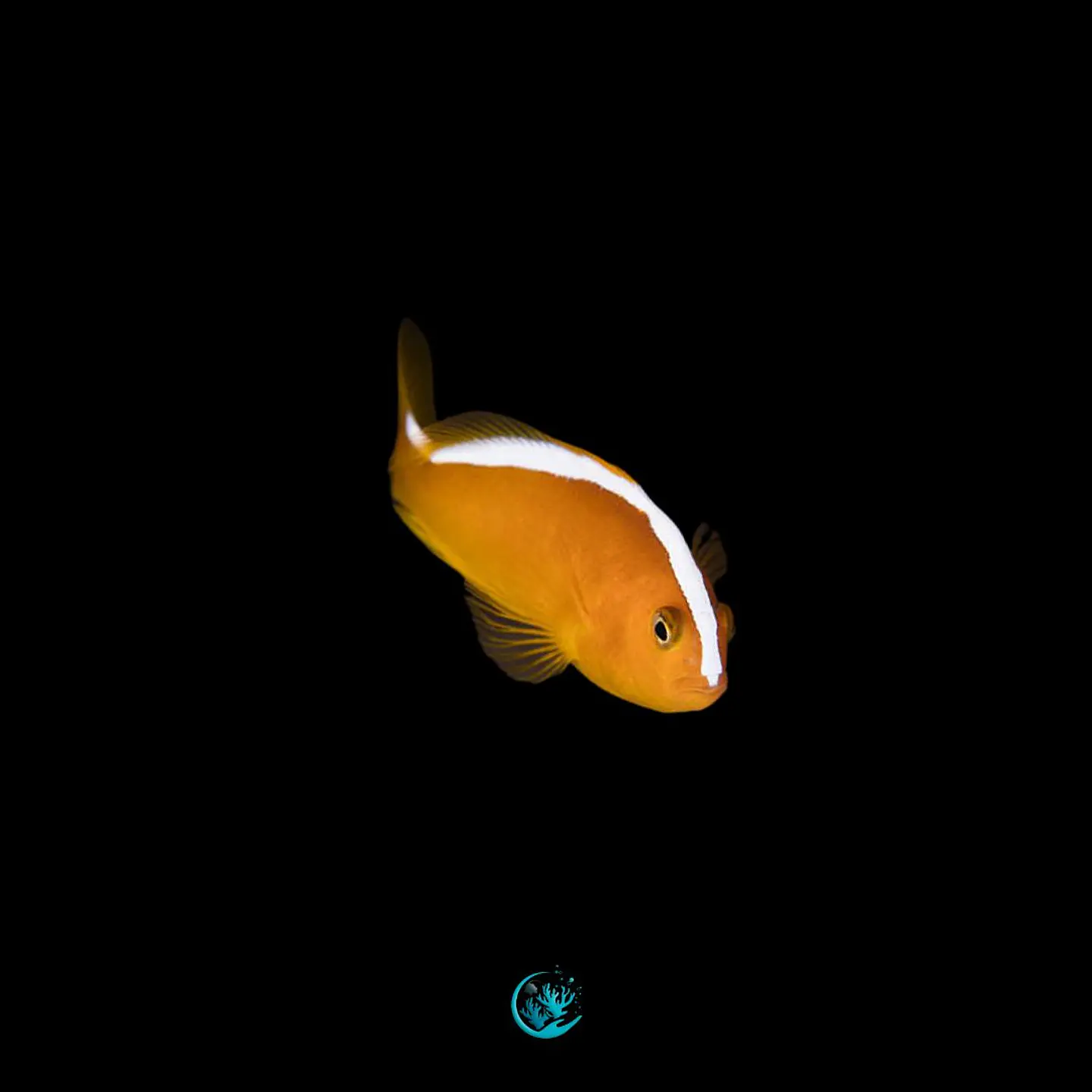 Amphiprion Sandaracinos 1