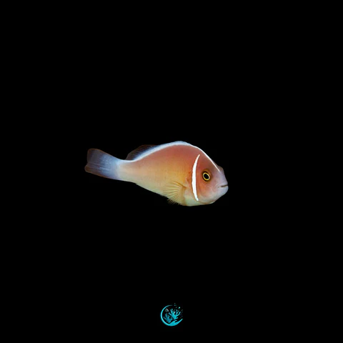 Amphiprion perideraion