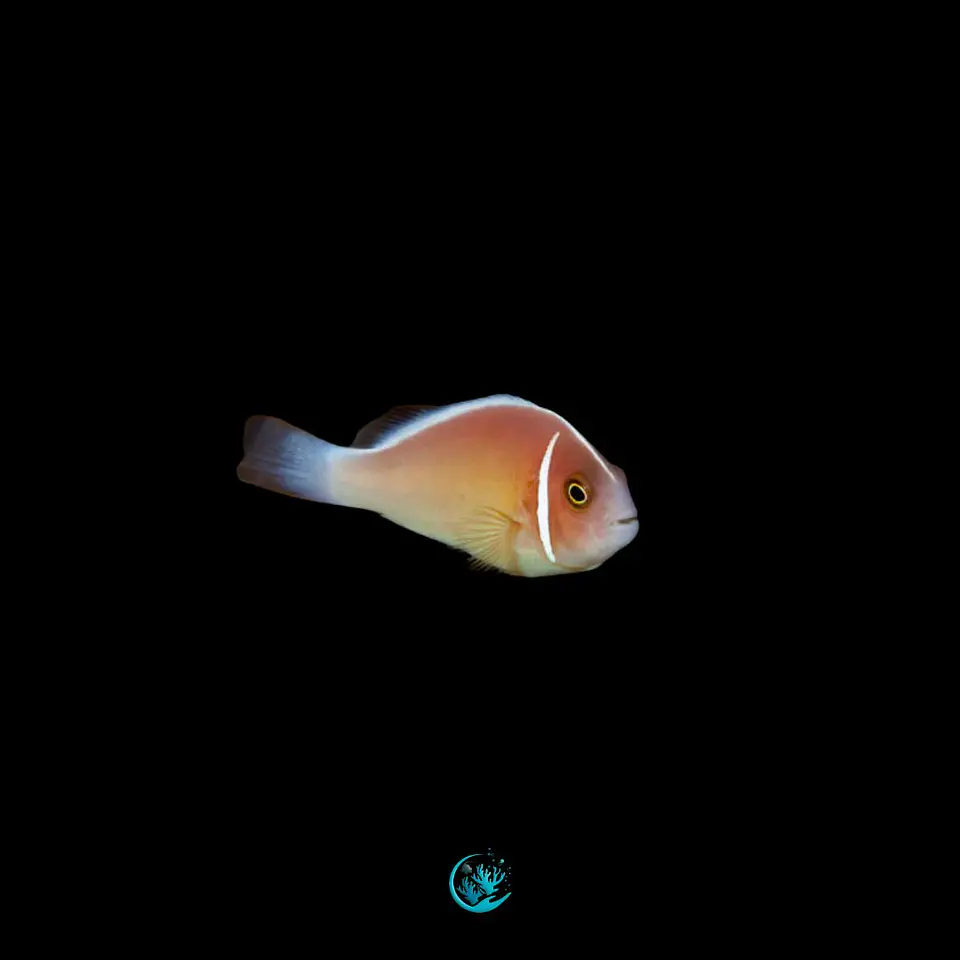 Amphiprion perideraion 1