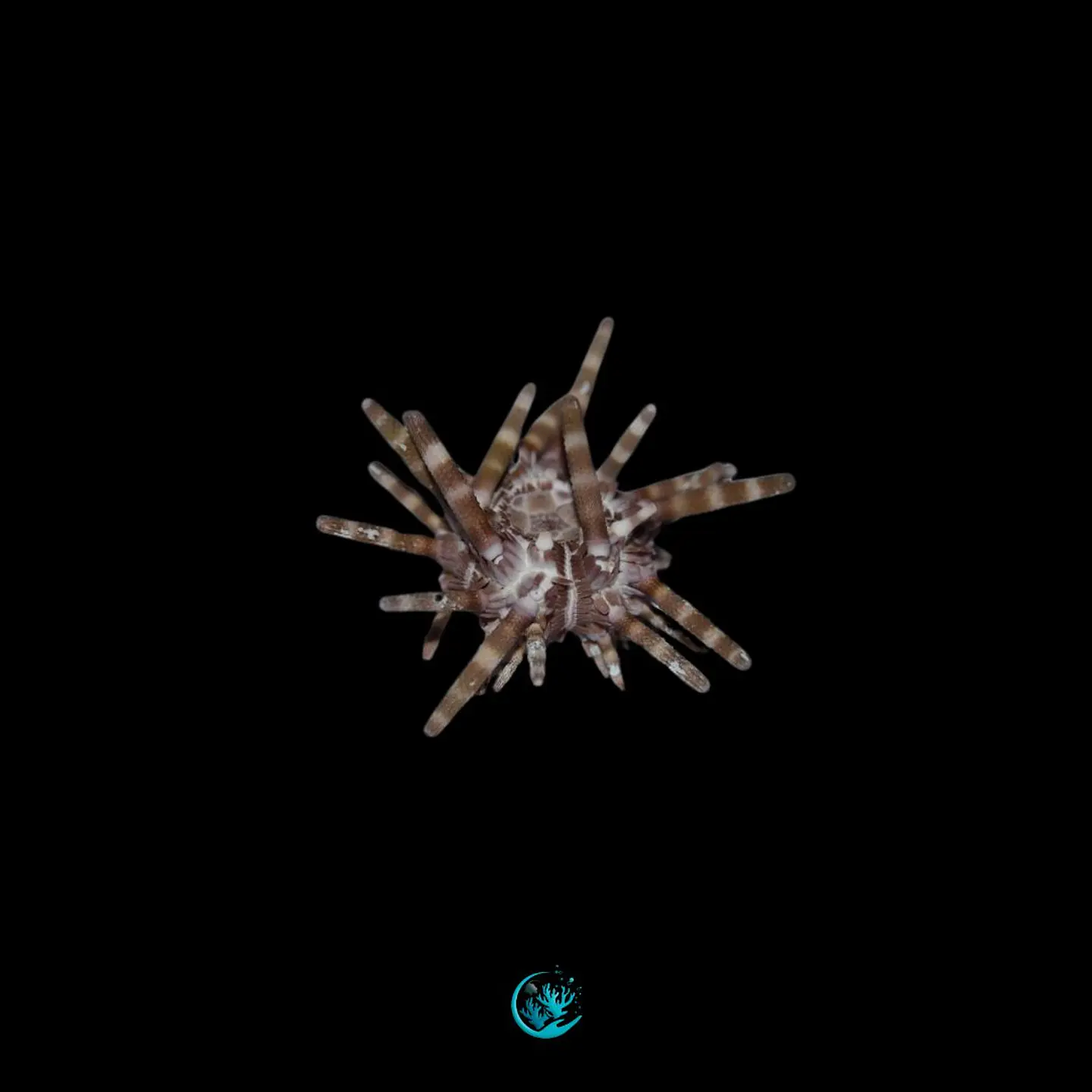 Eucidaris metularia 1