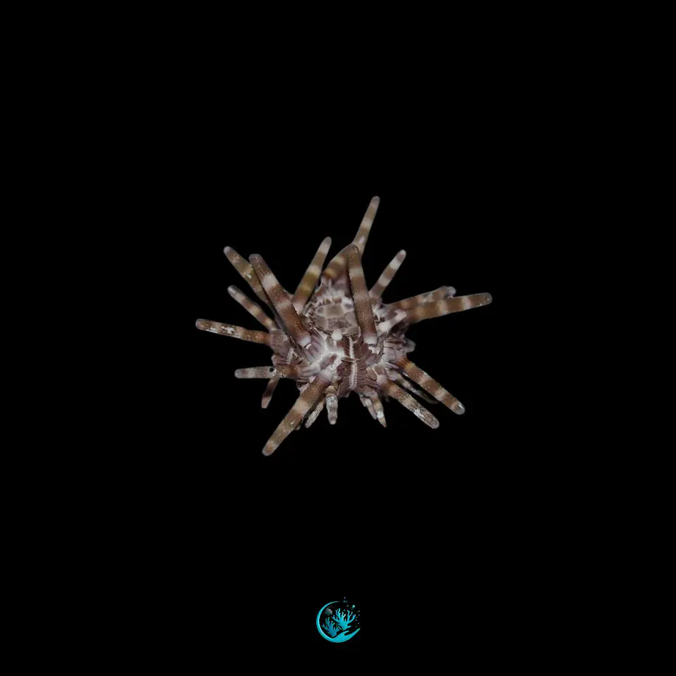 Eucidaris metularia 1