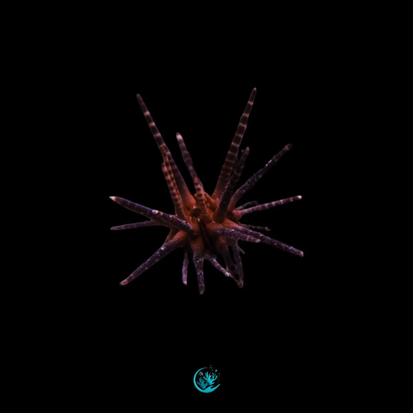 Eucidaris metularia Red banded 1
