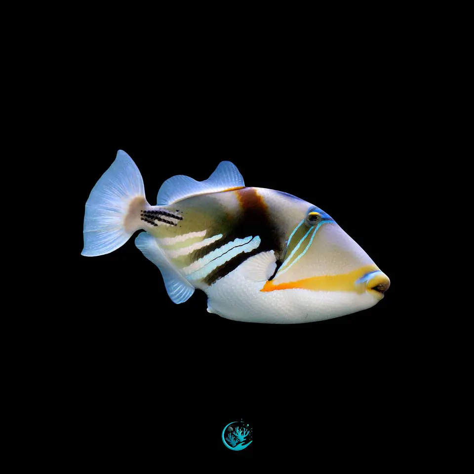 Rhinecanthus aculeatus 1