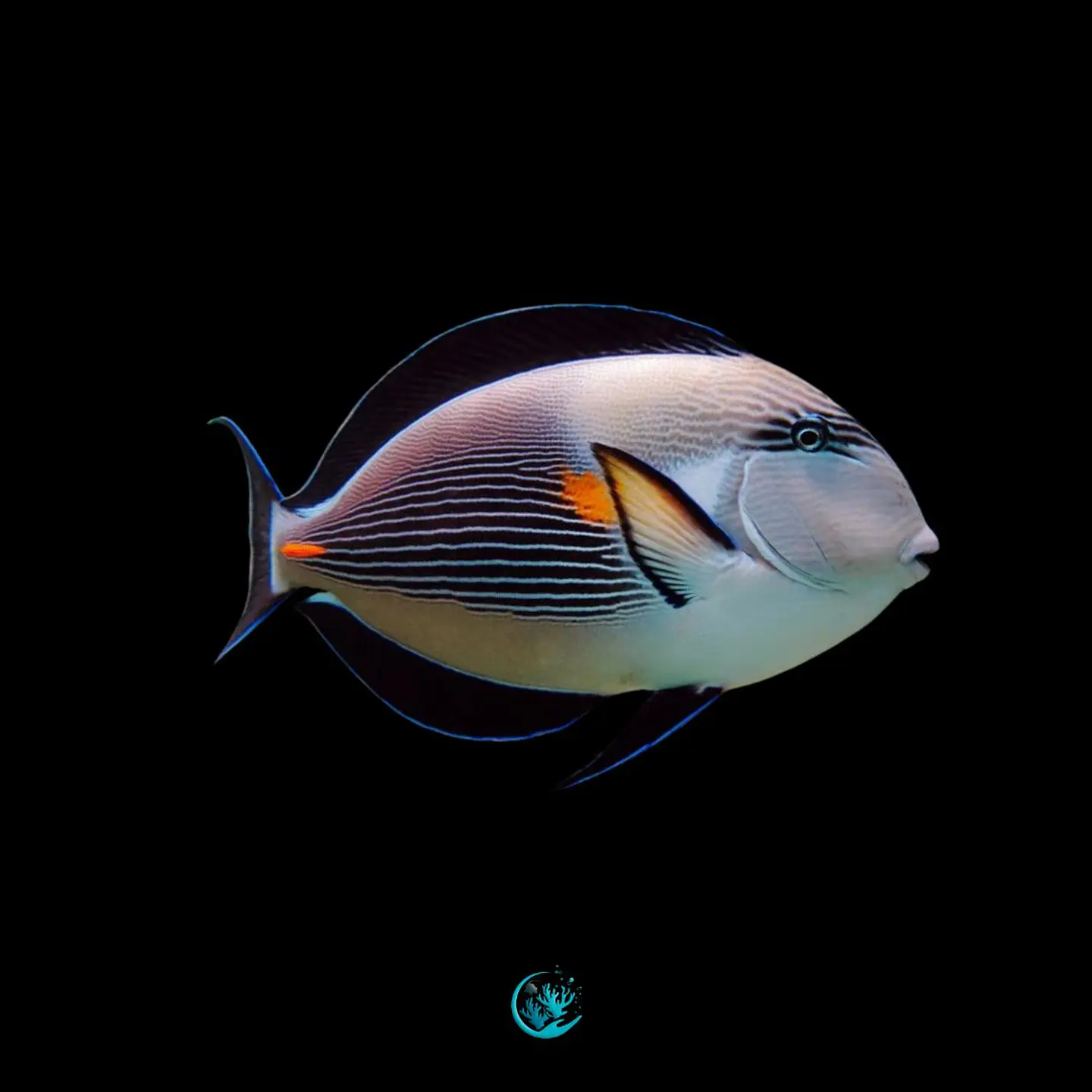 Acanthurus Sohal Adaptado 1