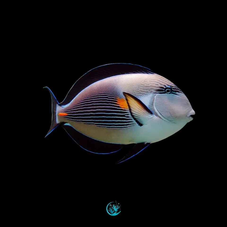 Acanthurus Sohal Adaptado 1
