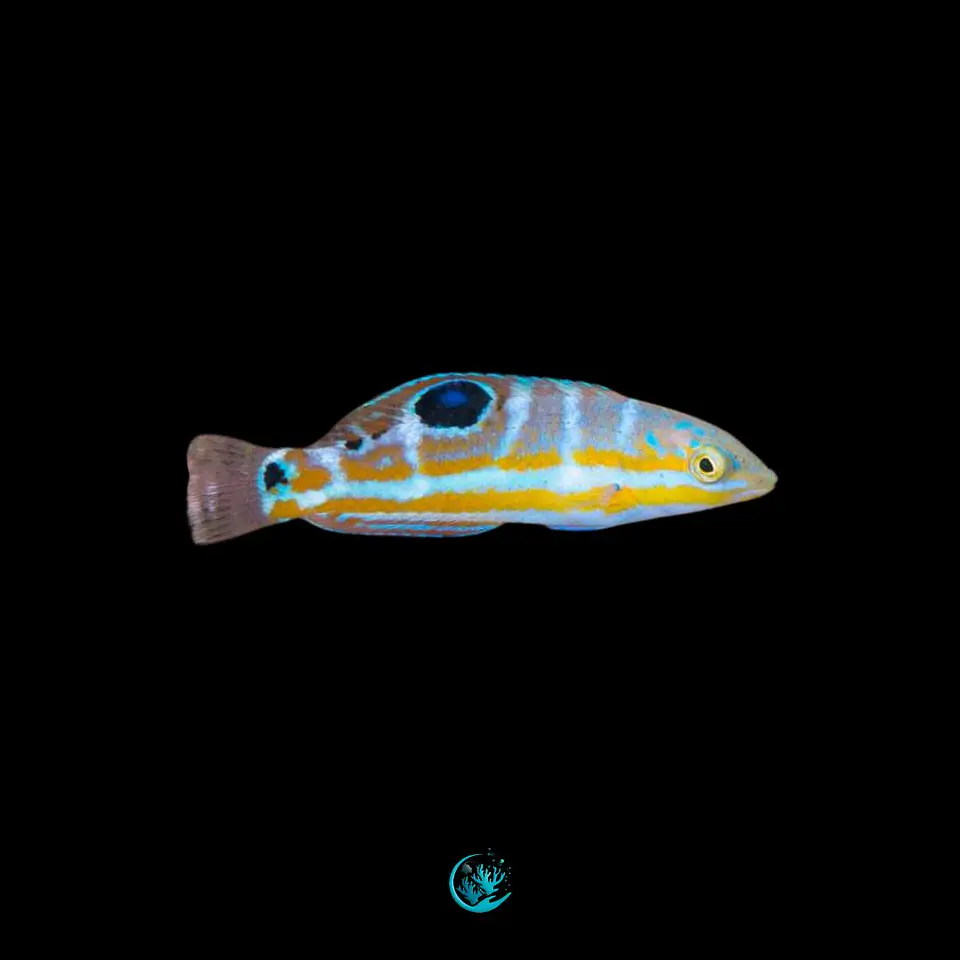 Halichoeres Radiatus 1