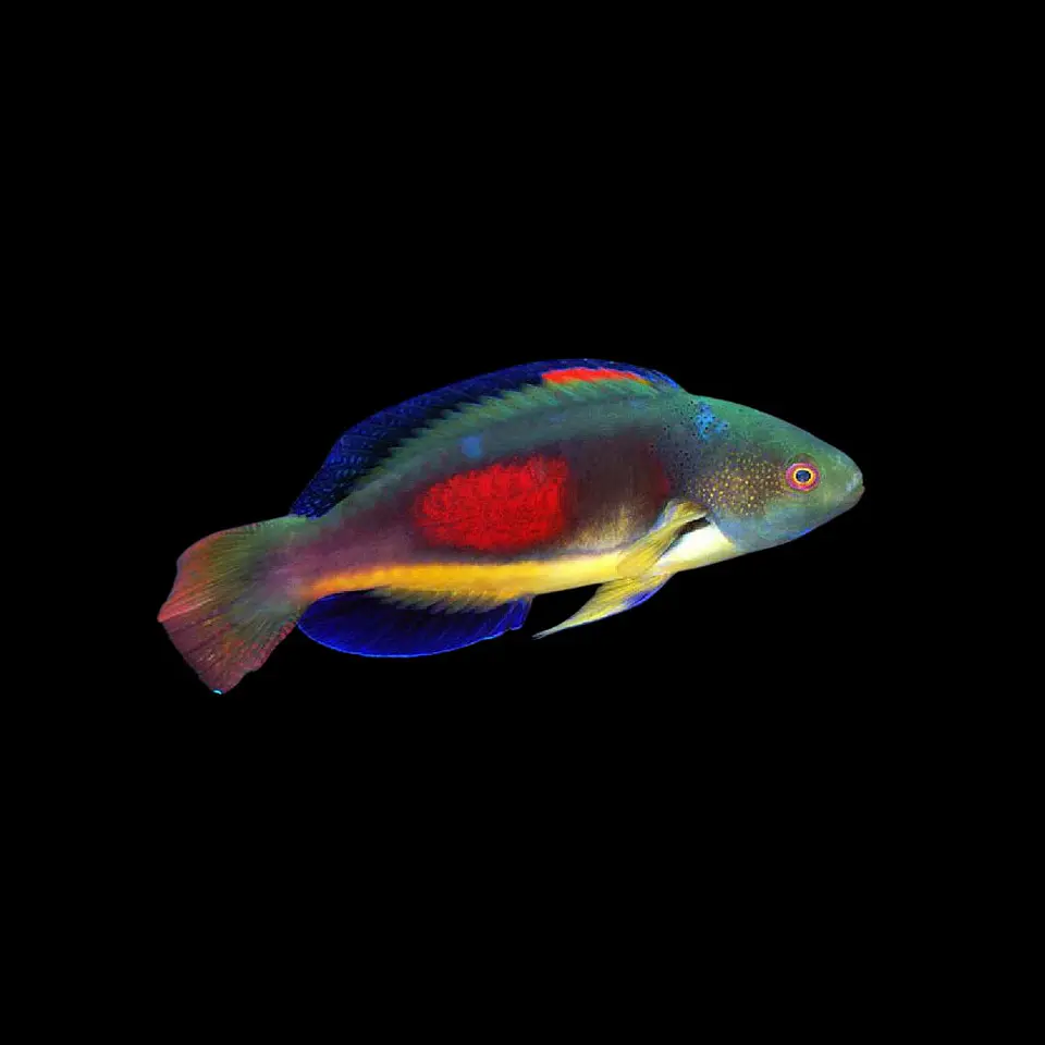 Cirrhilabrus Scottorum 1