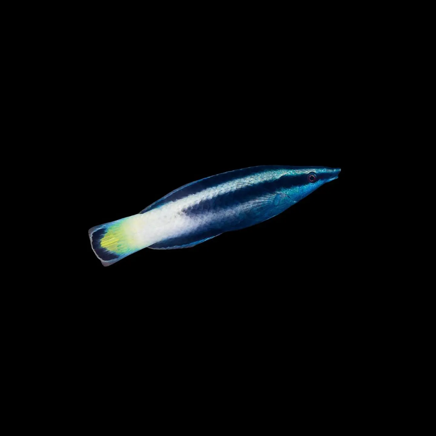 Labroides Bicolor 1
