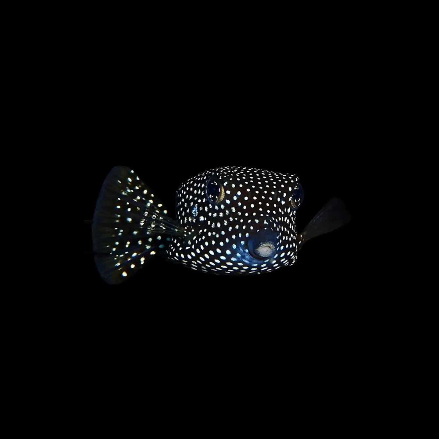 Ostracion Meleagris 1