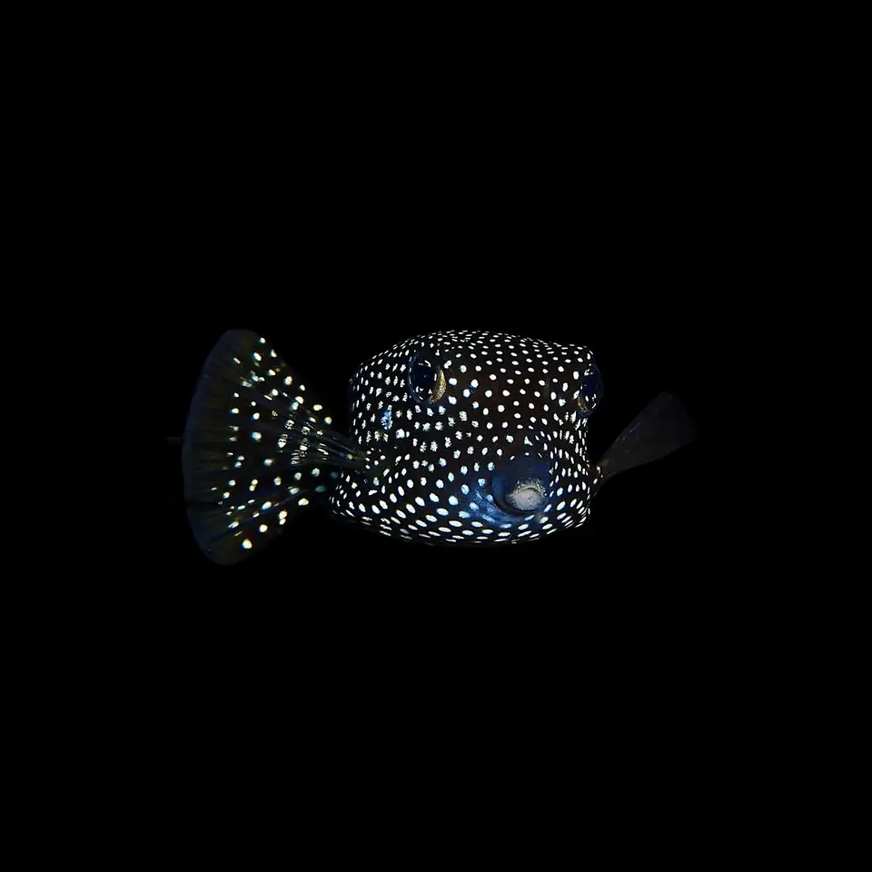 Ostracion Meleagris 1
