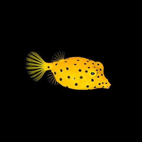 Ostracion cubicus