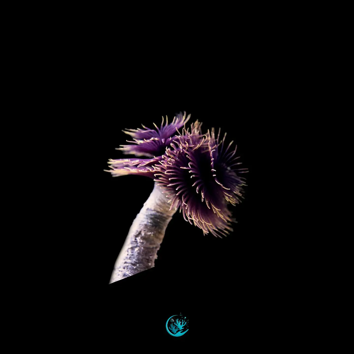 Sabellastarte spp - Spiral gold 1