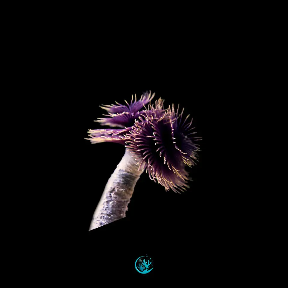 Sabellastarte spp - Spiral gold 1
