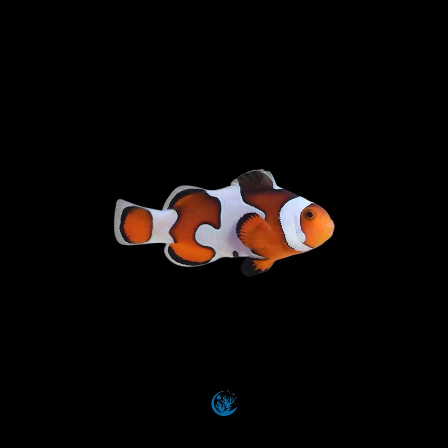 Amphiprion ocellaris Gladiator 1