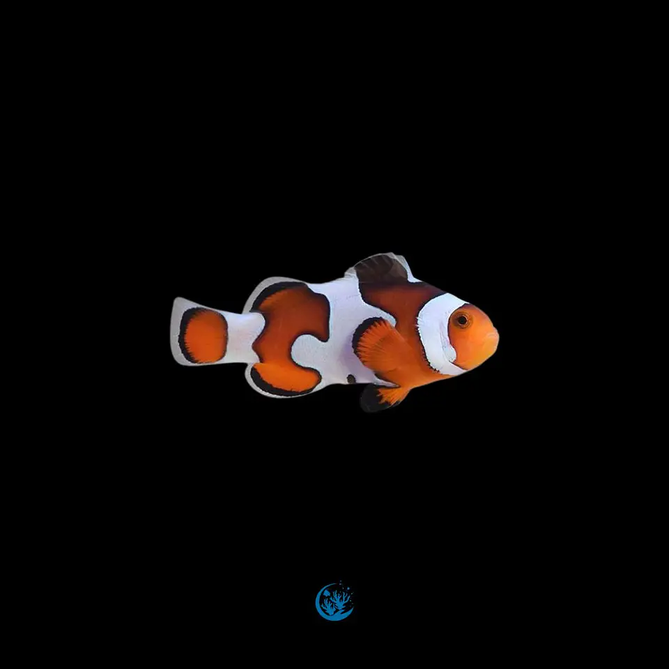Amphiprion ocellaris Gladiator 1