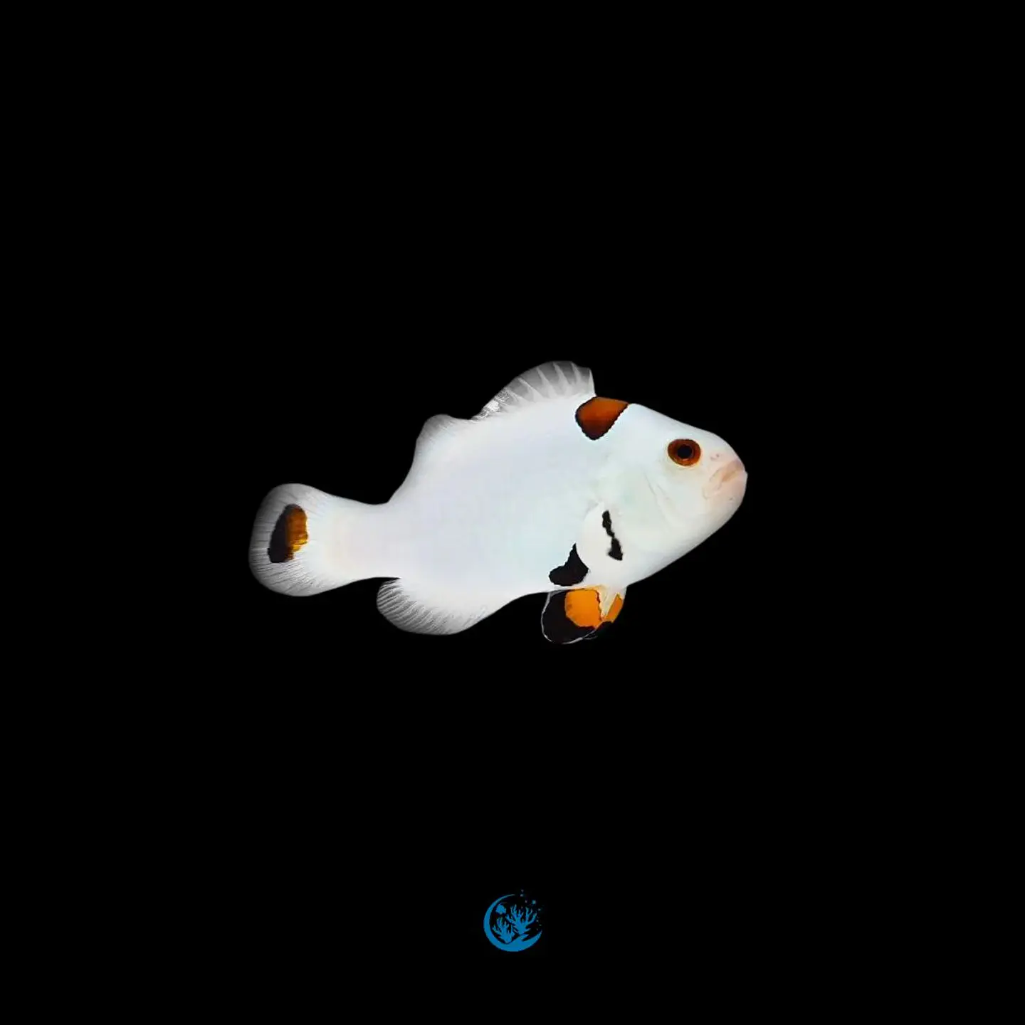 Amphiprion Ocellaris plasma storm 1