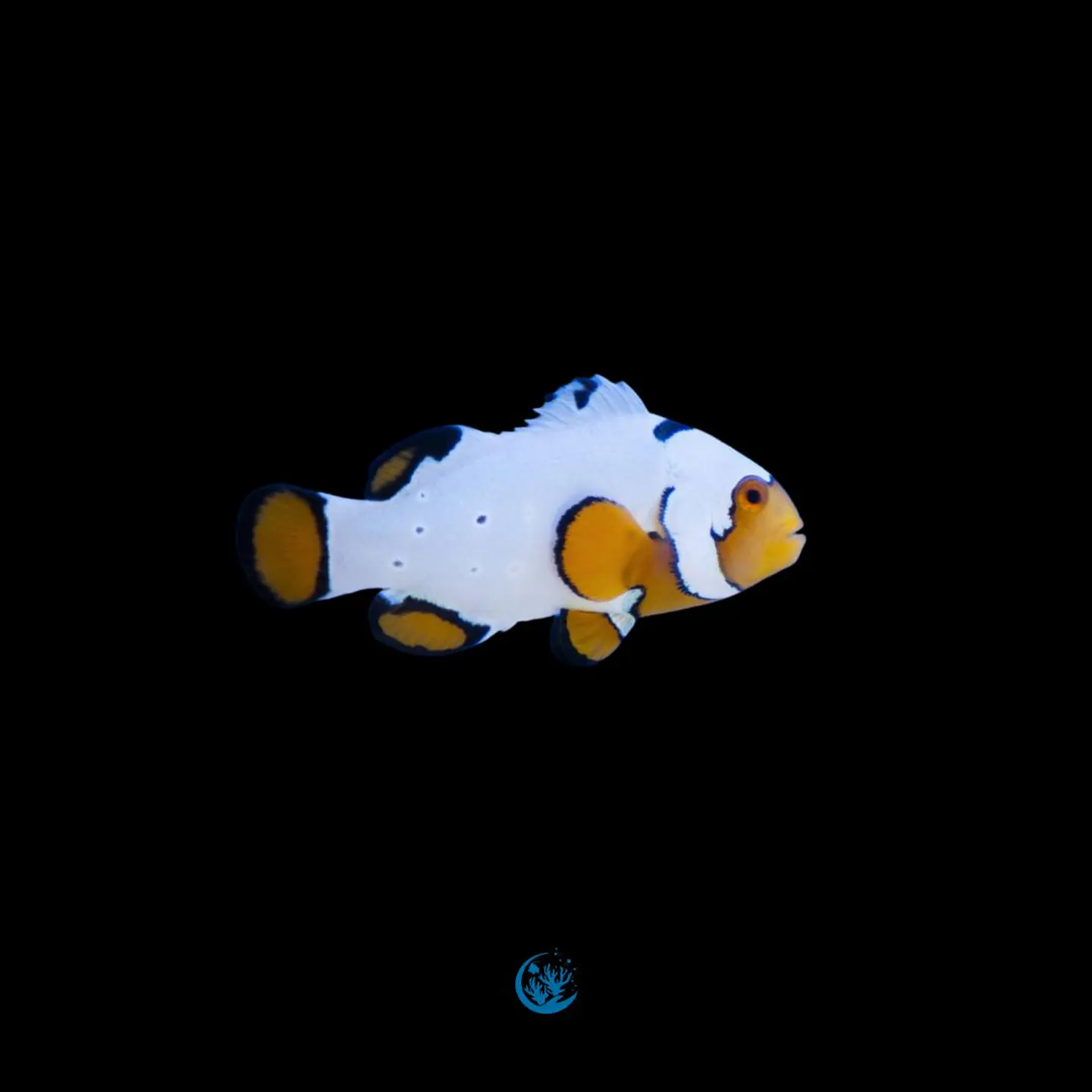 Amphiprion Ocellaris snow onix 1
