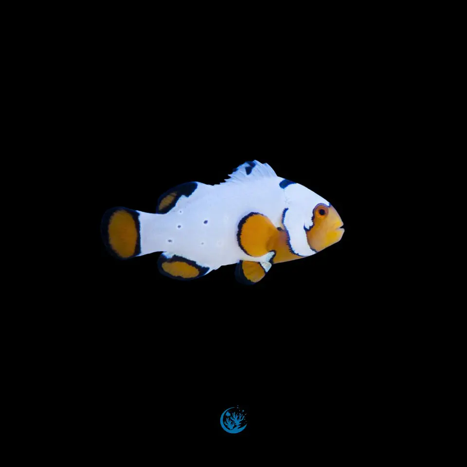 Amphiprion Ocellaris snow onix 1
