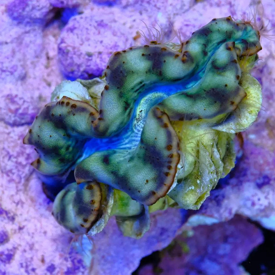 Tridacna maxima ultra 7cm 1