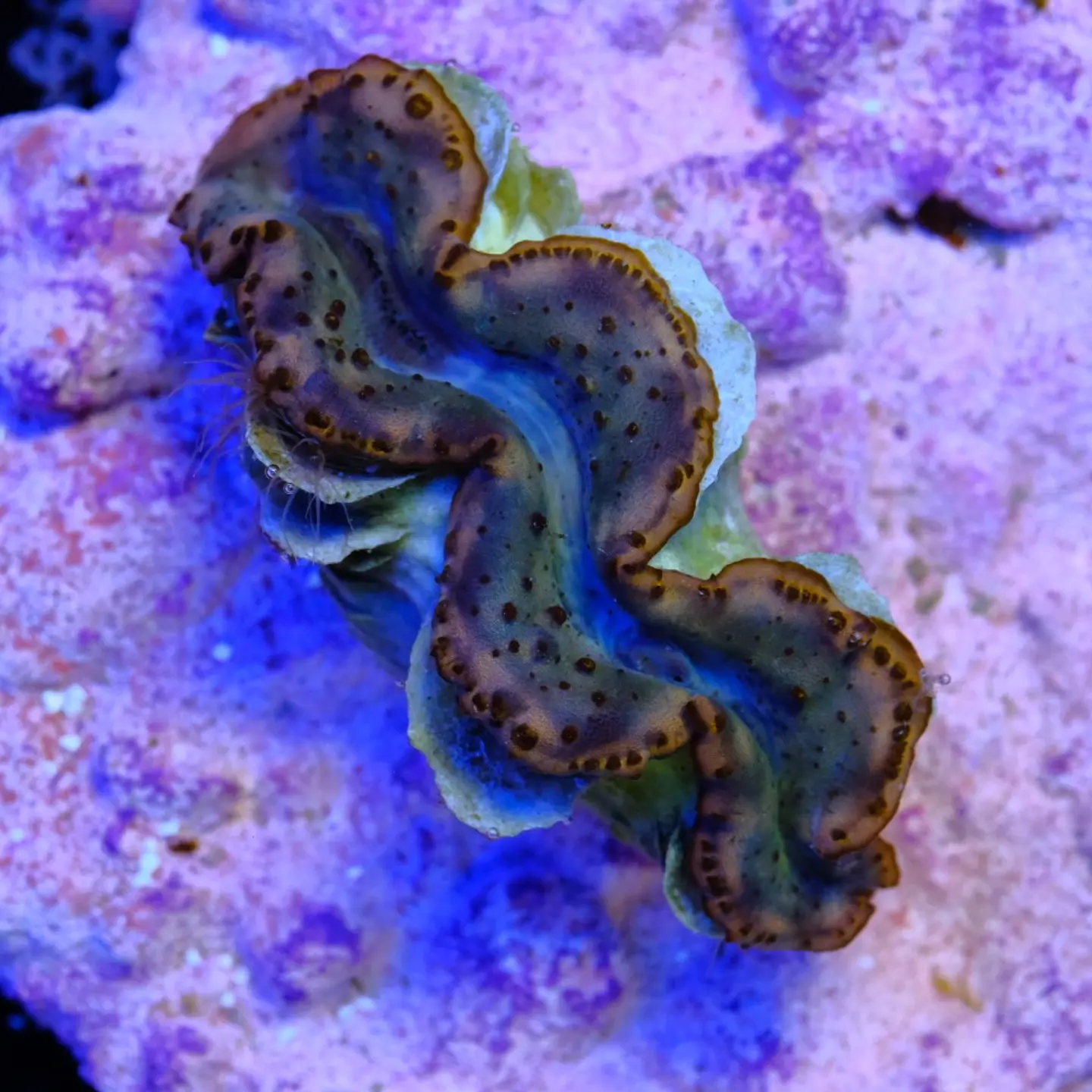 Tridacna maxima ultra 7cm 1