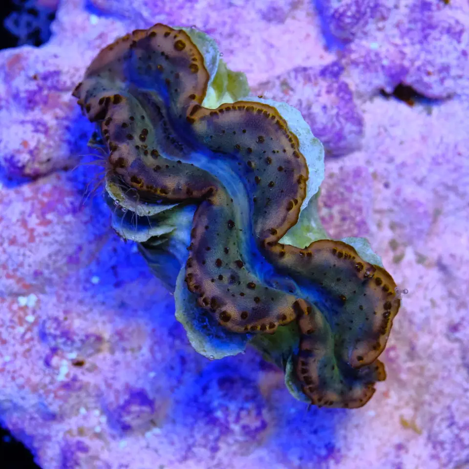 Tridacna maxima ultra 7cm 1