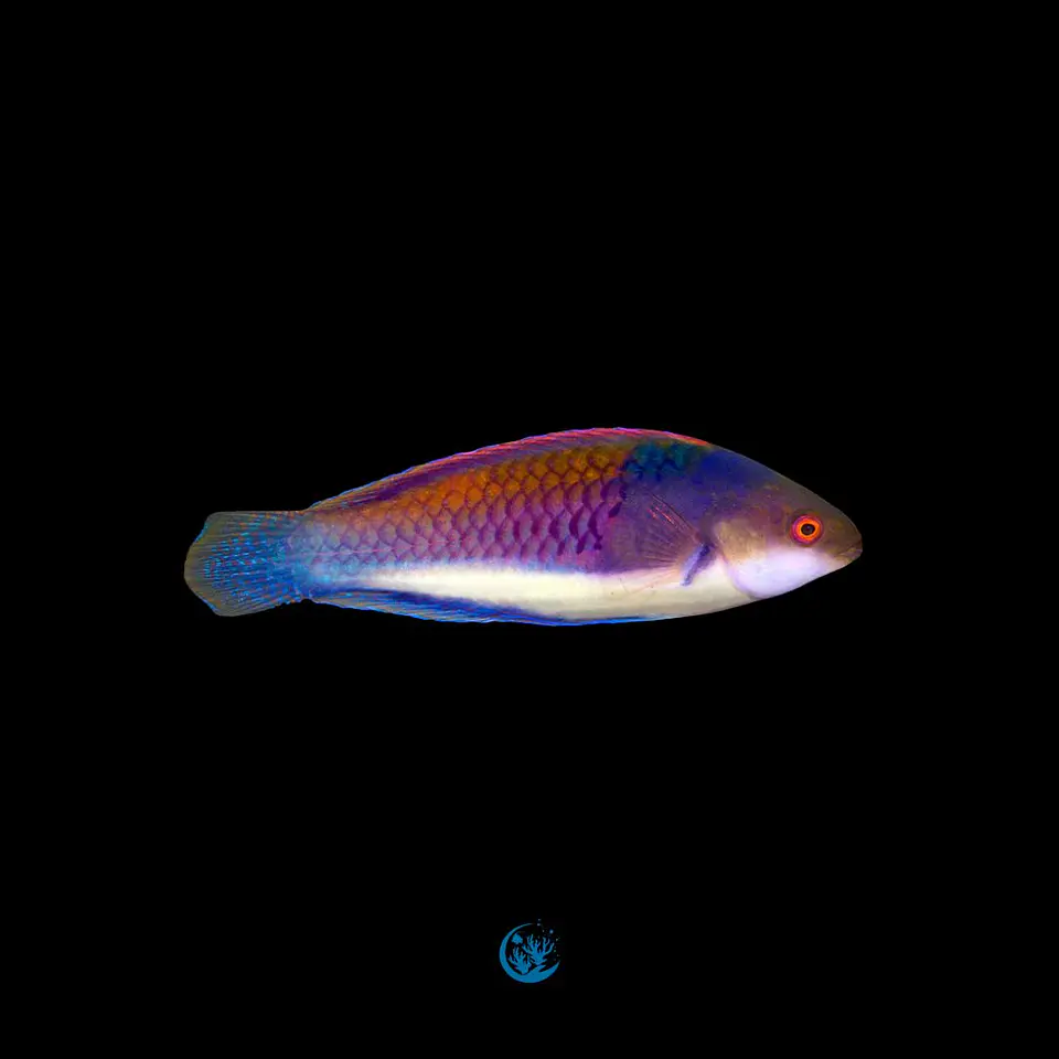 Cirrhilabrus cyanopleura 1
