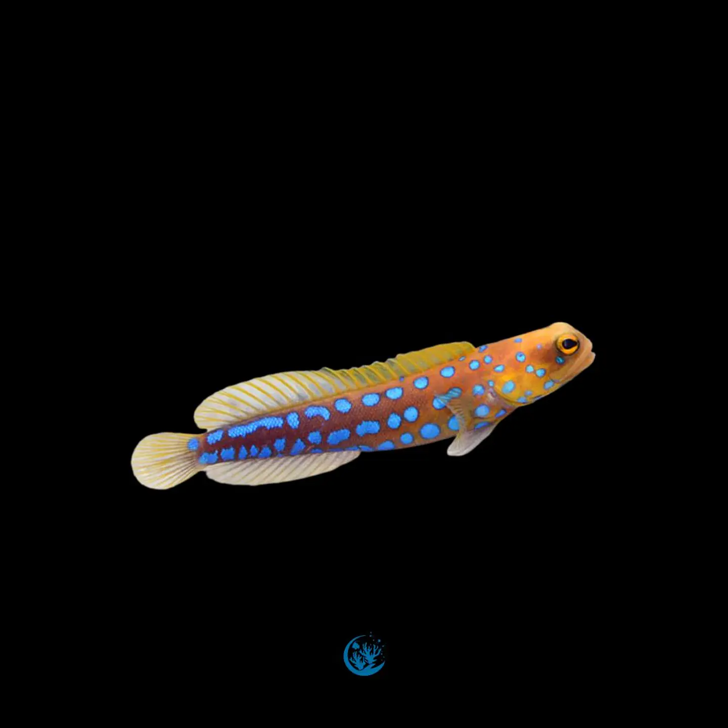Opistognathus Rosenblatti 1