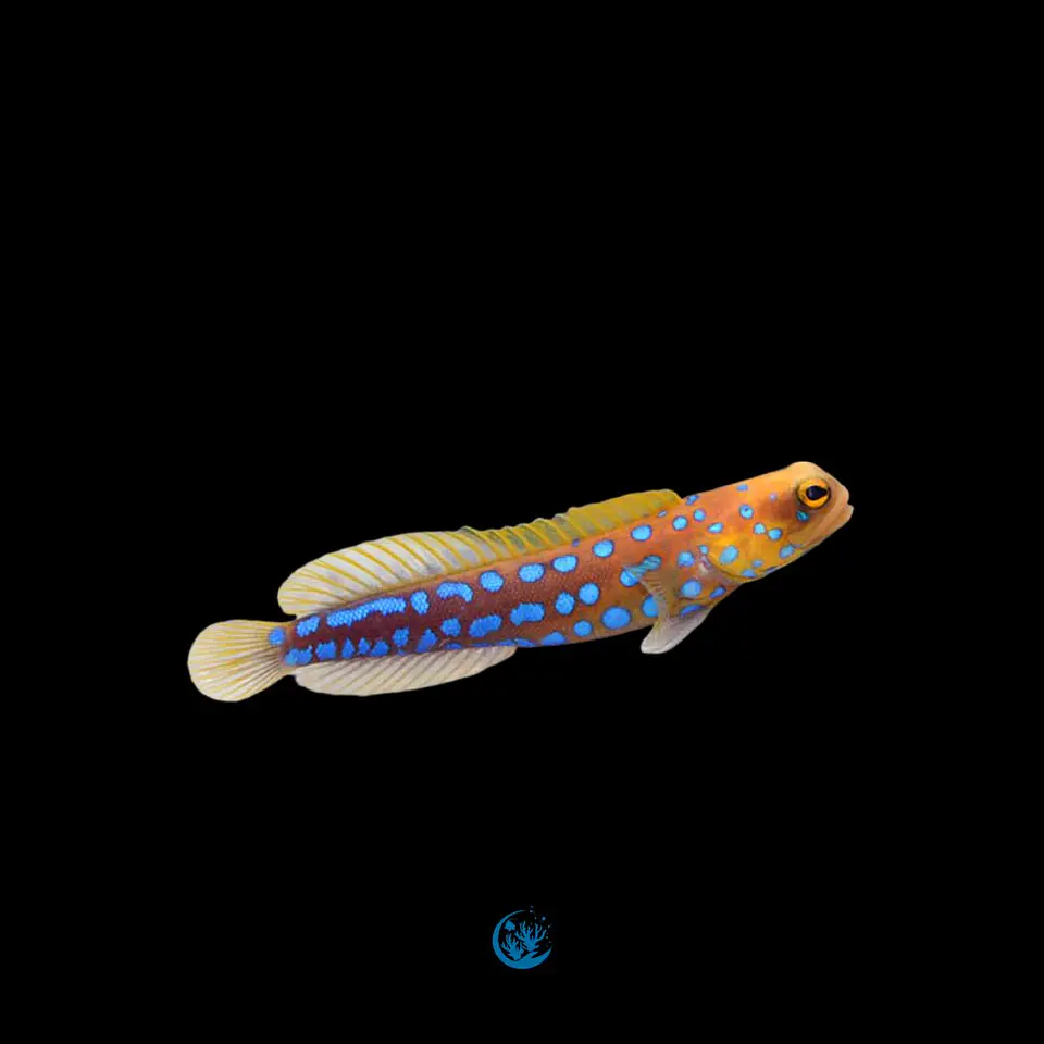 Opistognathus Rosenblatti 1