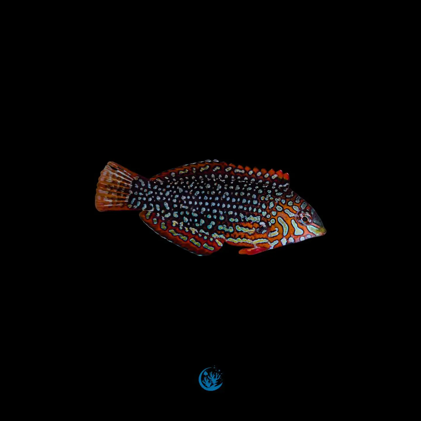 Macropharyngodon Ornatus 1