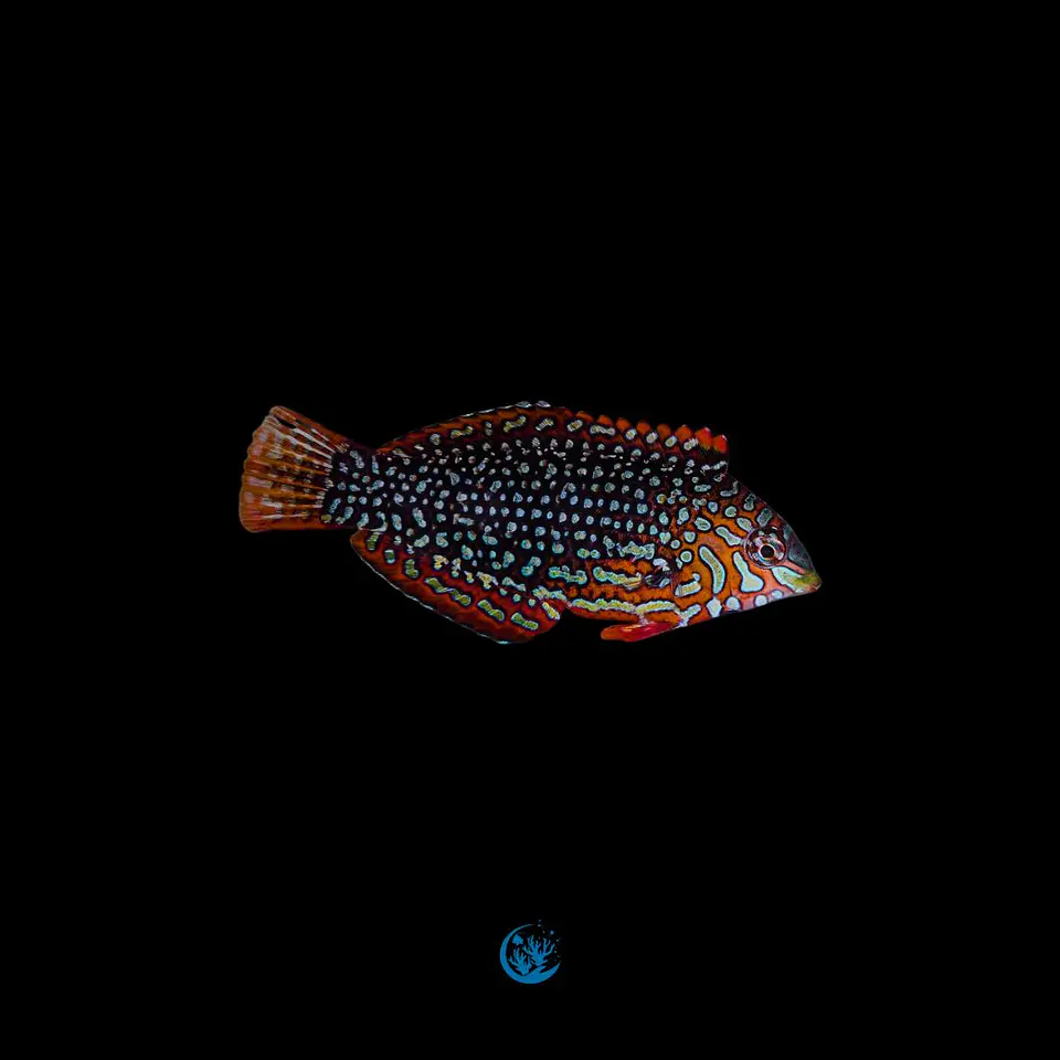 Macropharyngodon Ornatus 1