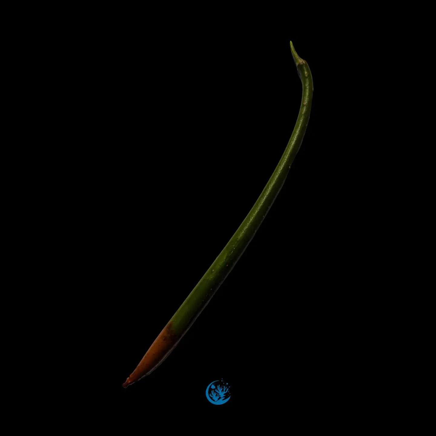 Rhizophora mangle 1