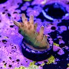Acropora granulosa 2