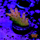 Acropora granulosa 1