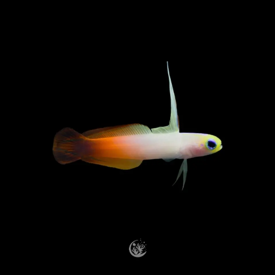 Nemateleotris Magnifica 1